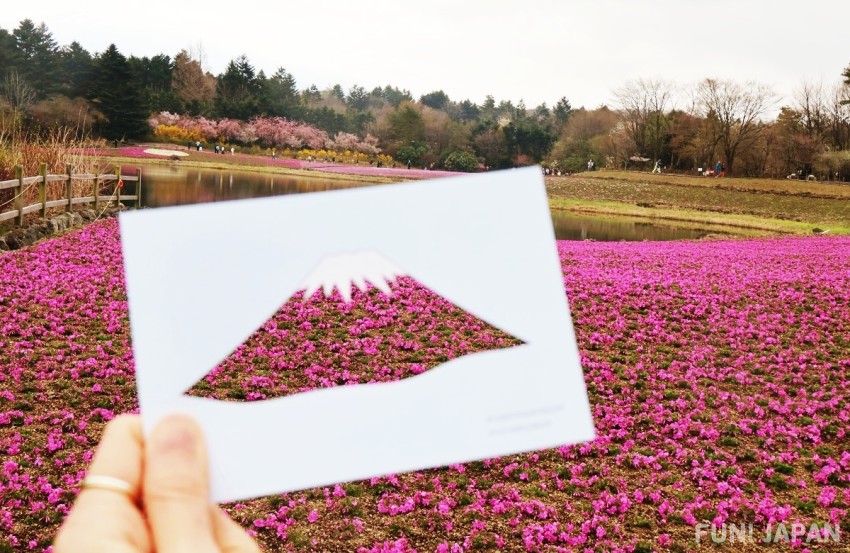 Fuji Shibazakura Festival