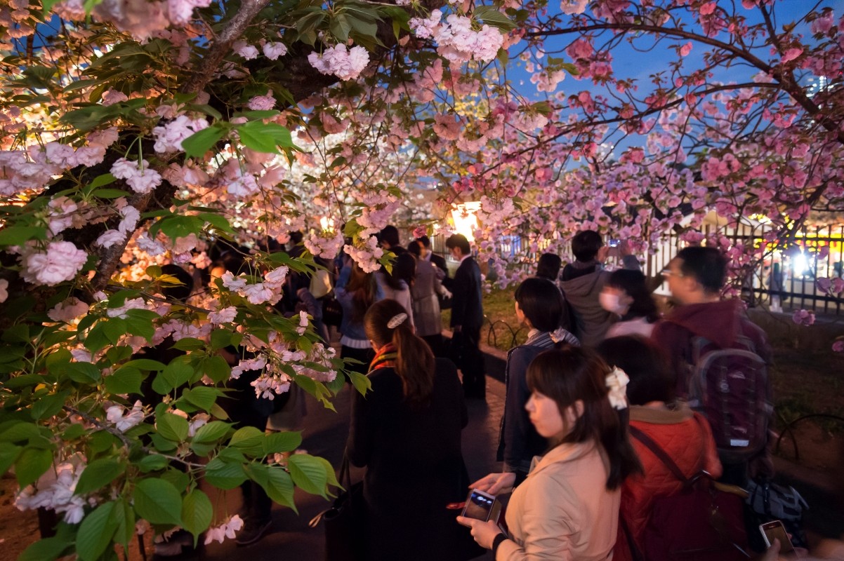 大阪 賞花 櫻花 活動 祭典