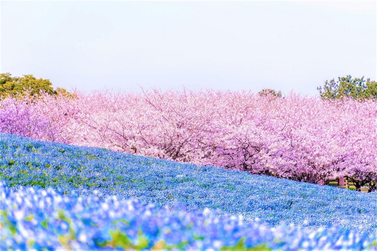 海之中道 Flower Picnic