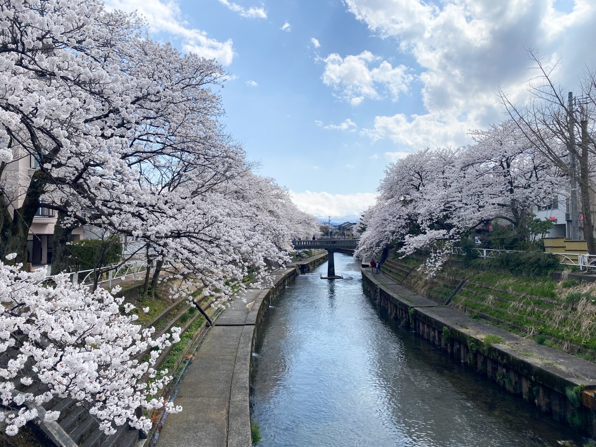 Bờ sông Itachi Toyama Hoa anh đào