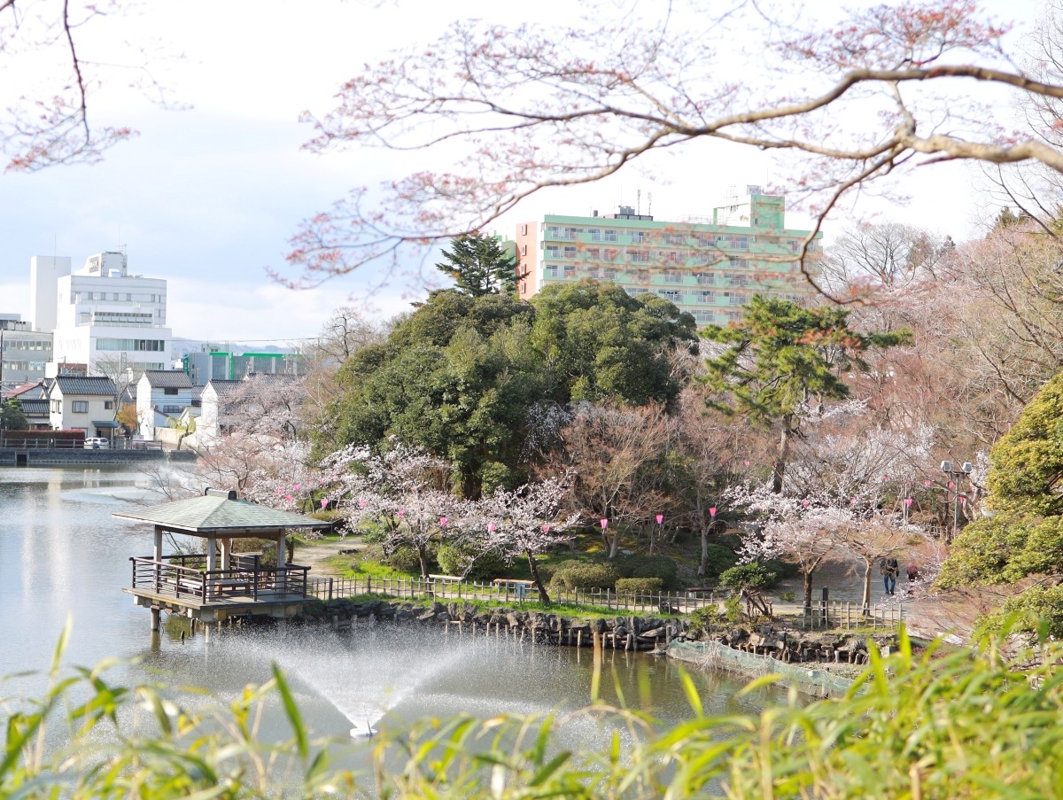Công viên Takaoka Kojō hoa anh đào