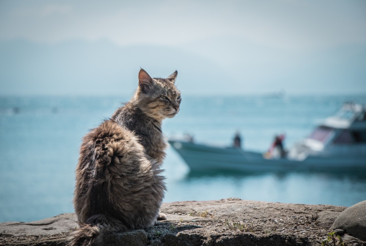 青島的貓咪與漁村