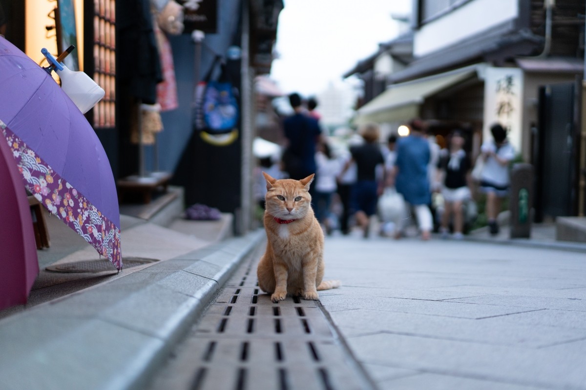 江之島的海岸與貓咪