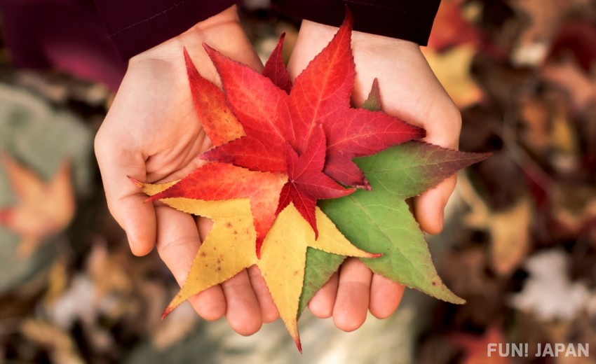 【2025 Latest】30 Recommended Fall Foliage Spots in Japan: With Information on Peak Viewing, Illuminations, and Autumn Festivals!