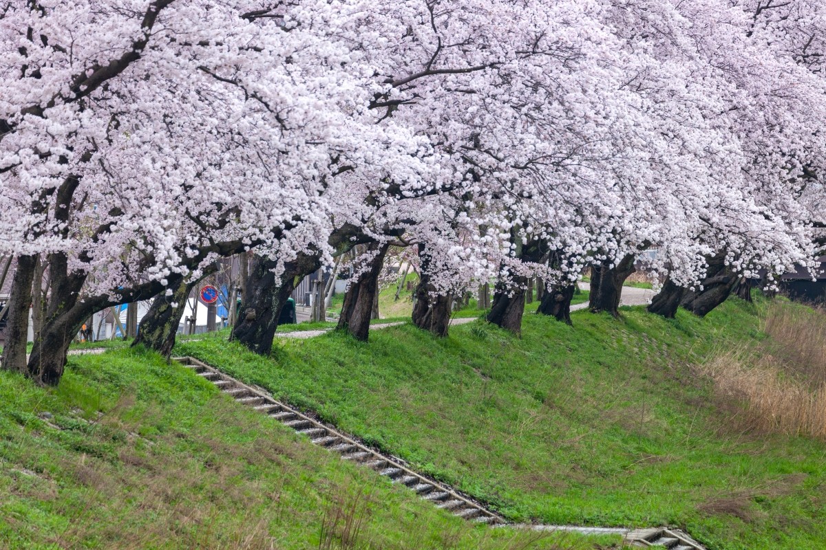 Deretan sakura di tepi Sungai Asuwa, Fukui
