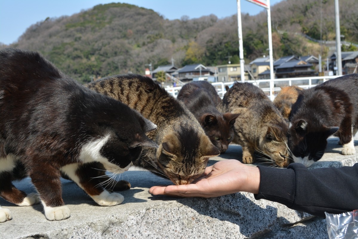 真鍋島的漁村風景