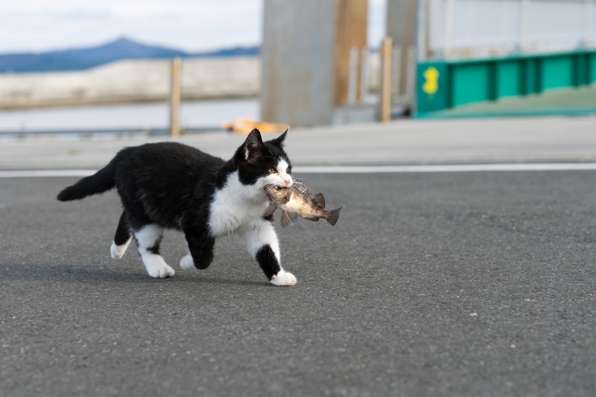 貓咪紀念日插圖
