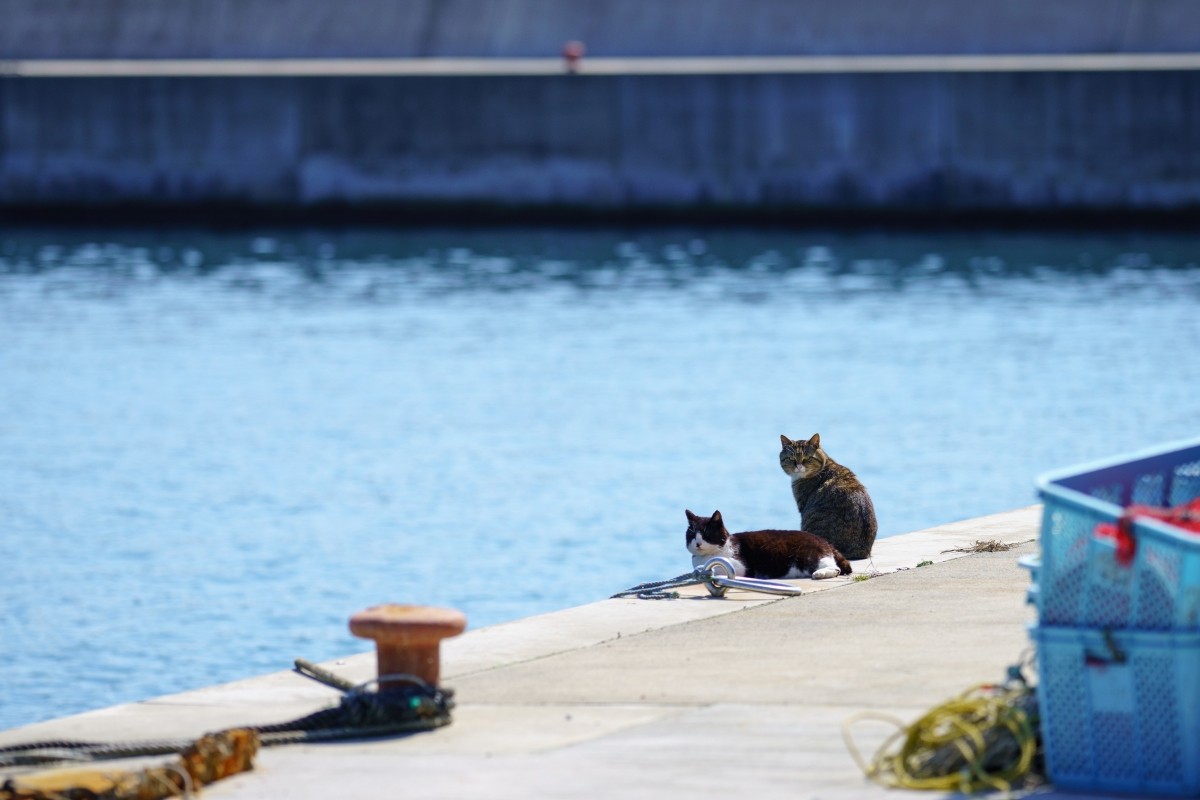 田代島的貓與自然風景