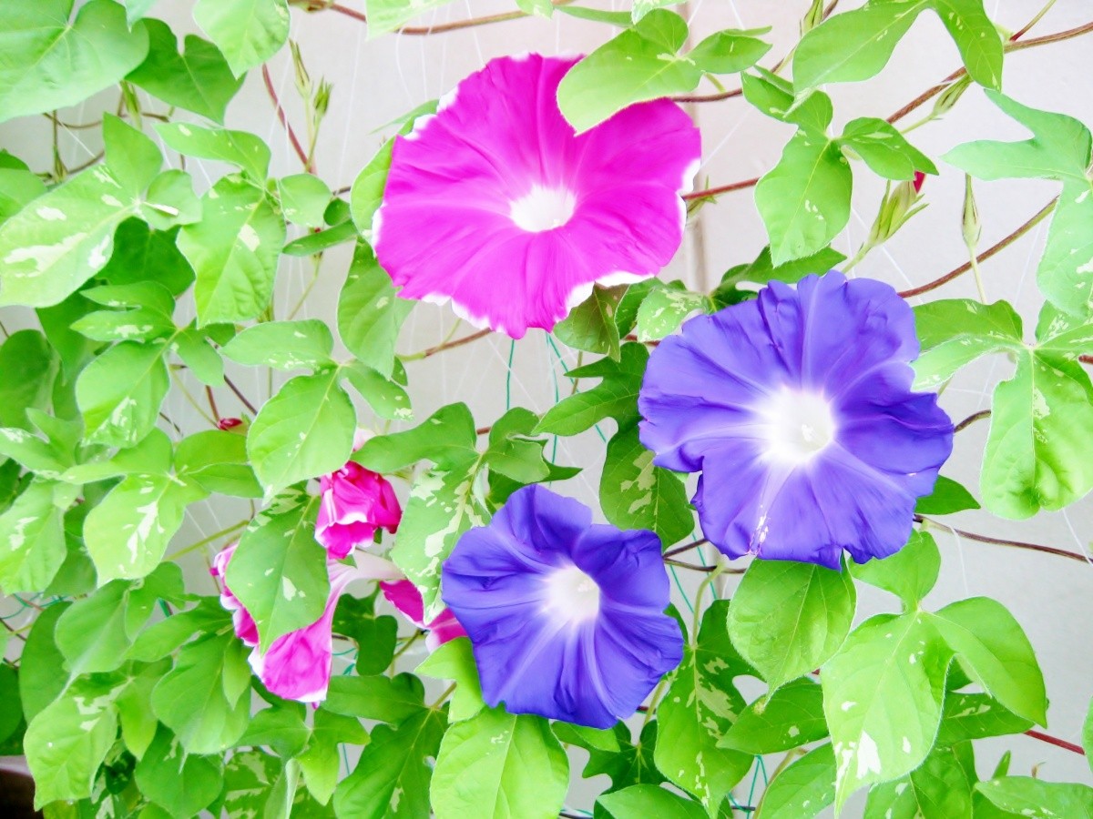 7月 日本 風物詩 牽牛花