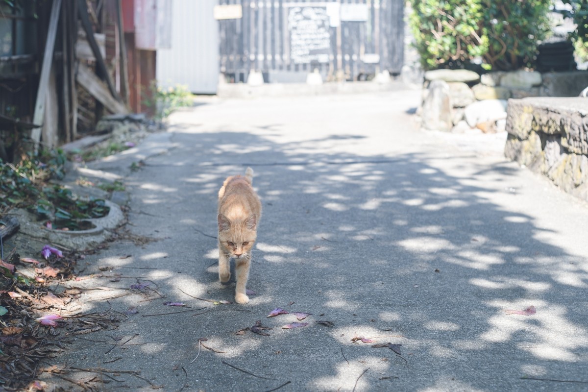 佐久島的貓與藝術裝置
