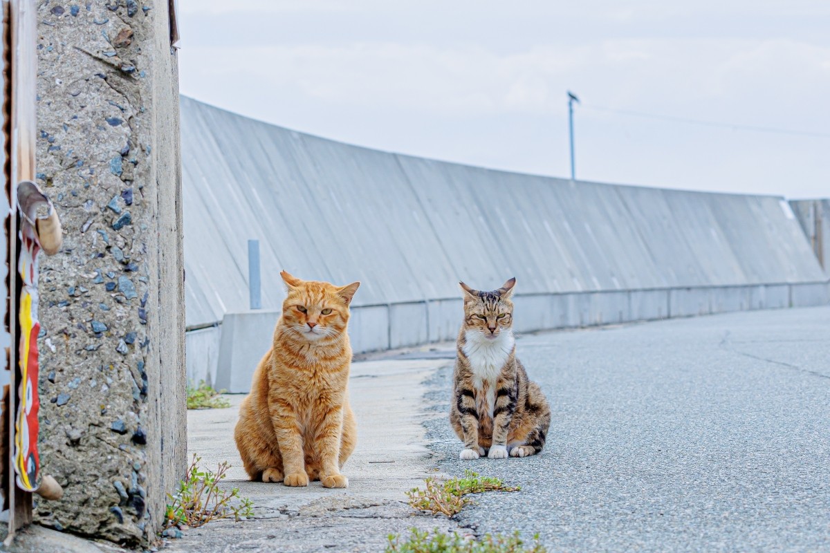 相島的貓咪與港口