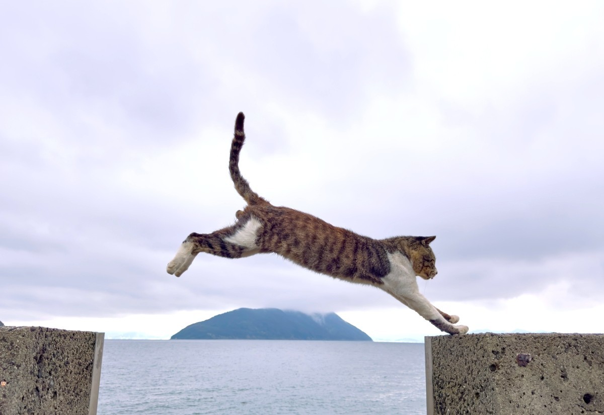 佐柳島跳躍的貓咪