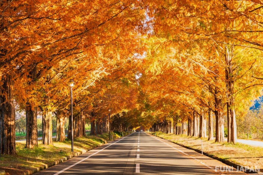 30 Recommended Fall Foliage Spots in Autumn 2025!