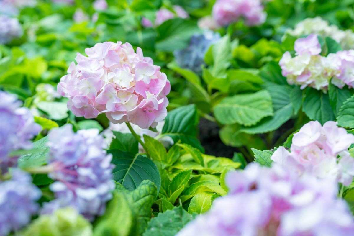 Hydrangea