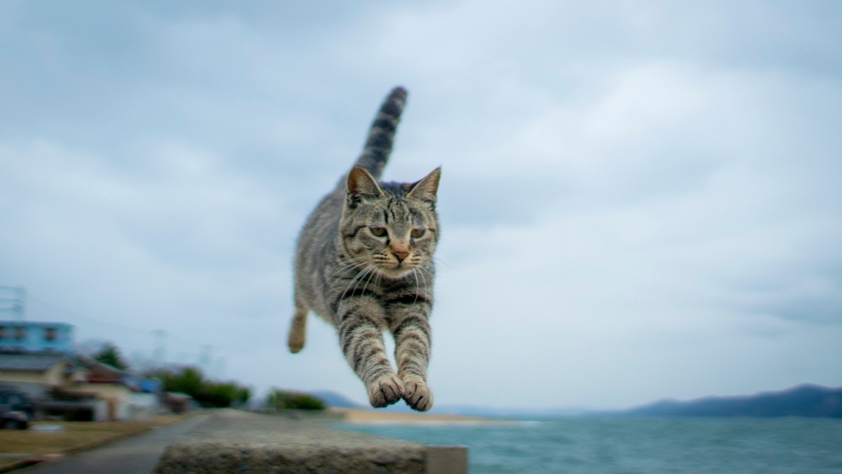 日本的貓島風景