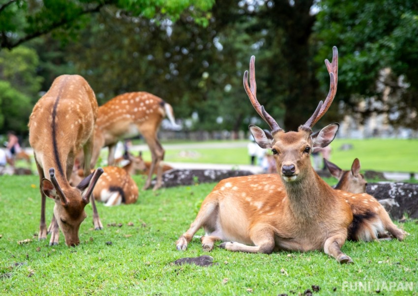 โอซาก้า เกียวโต นารา ตั๋วสุดคุ้ม