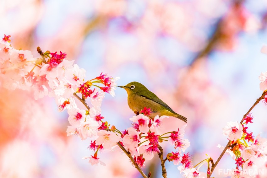 Apa Itu Nama Bunga-Burung-Angin-Bulan(Kachoufugetsu)?