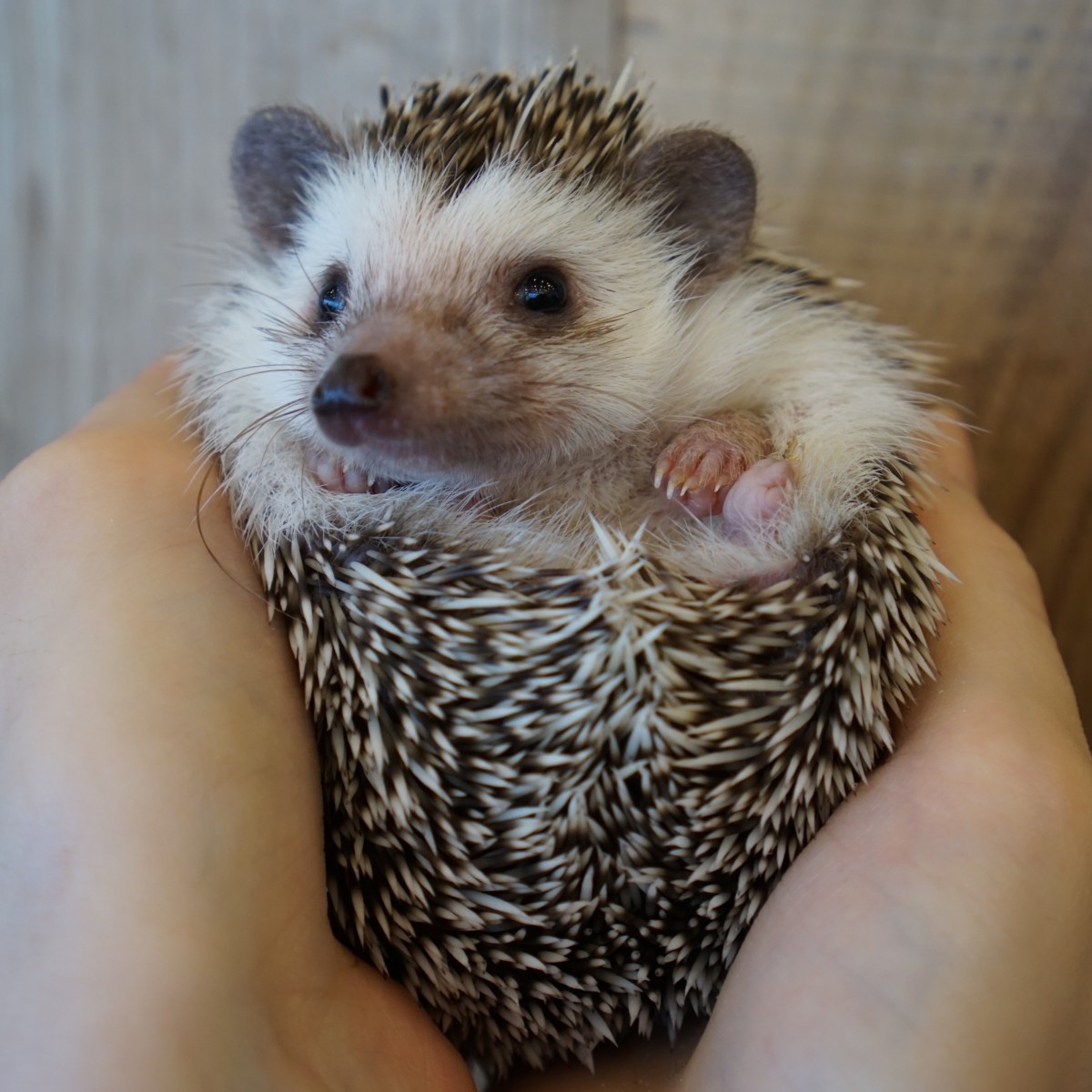 Hedgehog Café HARRY