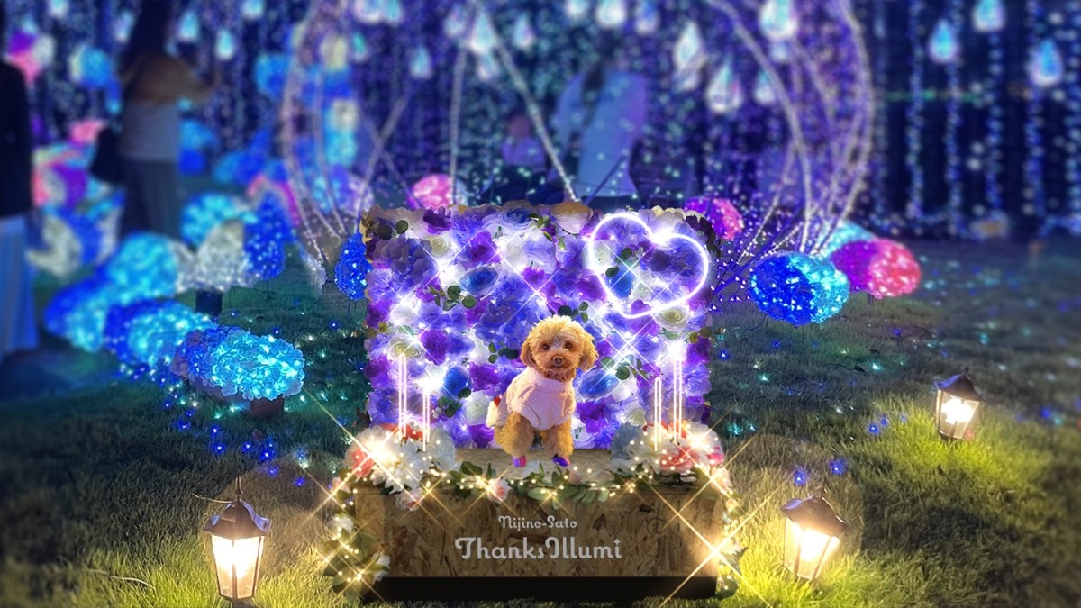 ワンちゃんフォト