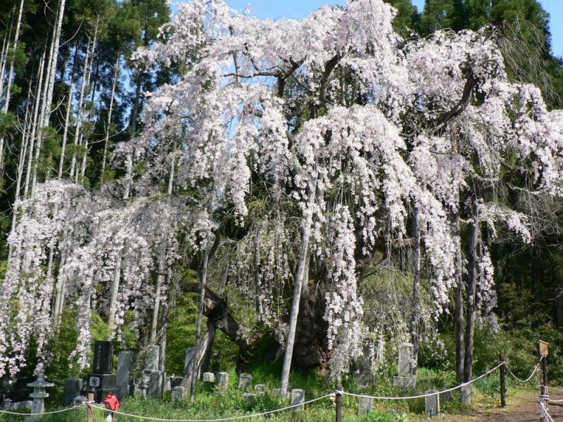 Tsuboi's Weeping Cherry Blossom
