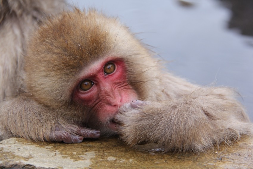 See the Monkeys Enjoying the Hot Springs At the Yamanouchi Snow Monkey Park!