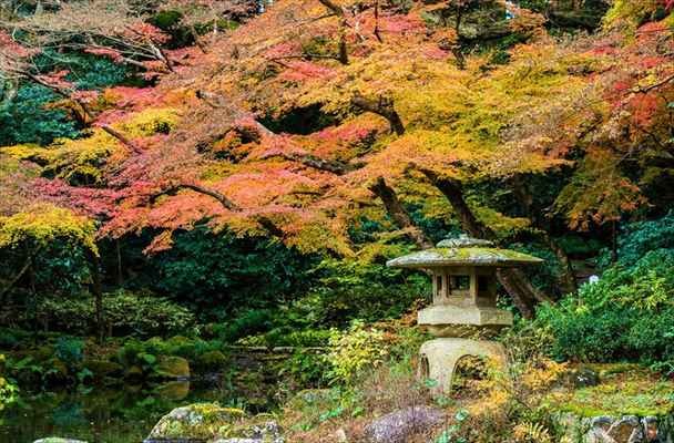 Koyo atau Momiji daun berwarna merupakan pemandangan 