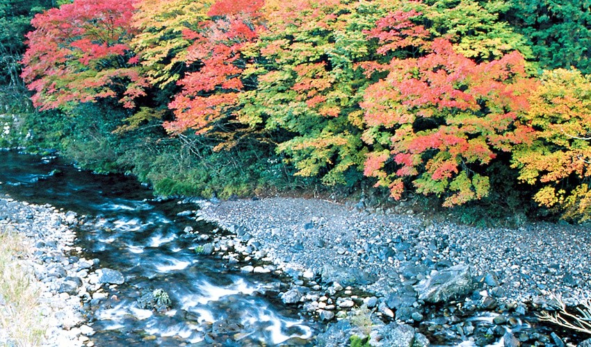 11月上旬開始，黑尊溪谷被紅黃交錯的楓葉點綴得十分美麗。