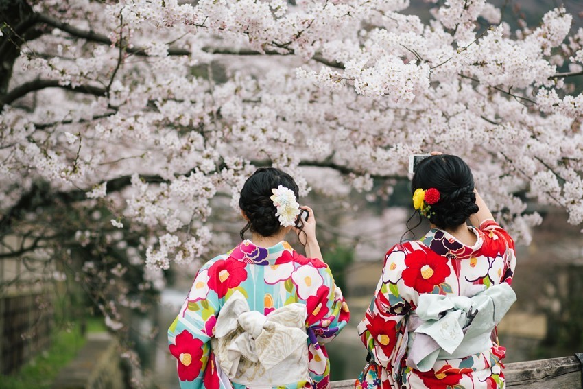 在櫻花季訪問日本是個好選擇嗎？