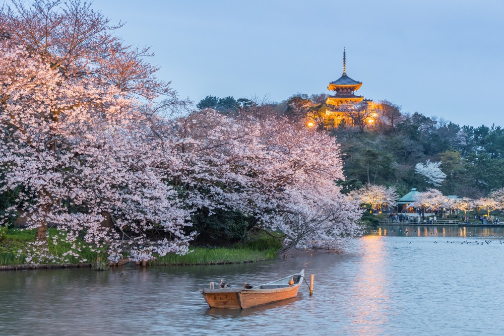 Vườn Sankeien: Địa điểm ngắm hoa anh đào xinh lung linh cùng tòa tháp 3 tầng 