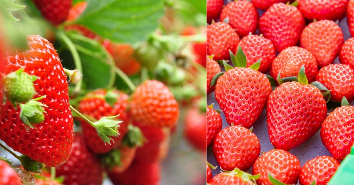 Japan Fruits Strawberry