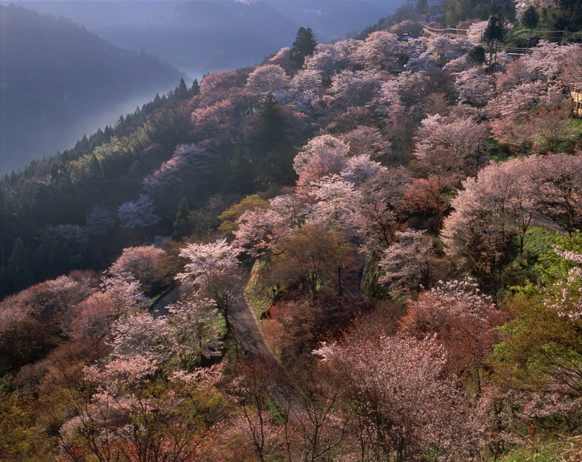 日本第一櫻花名勝—奈良縣「吉野山」
