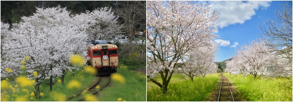 รถไฟ Isumi ชมดอกคาโนล่าและซากุระไปพร้อมกัน