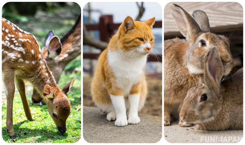 【FUN! QUIZ】日本邊個小島多野生小動物呢？兔仔？貓？小鹿？