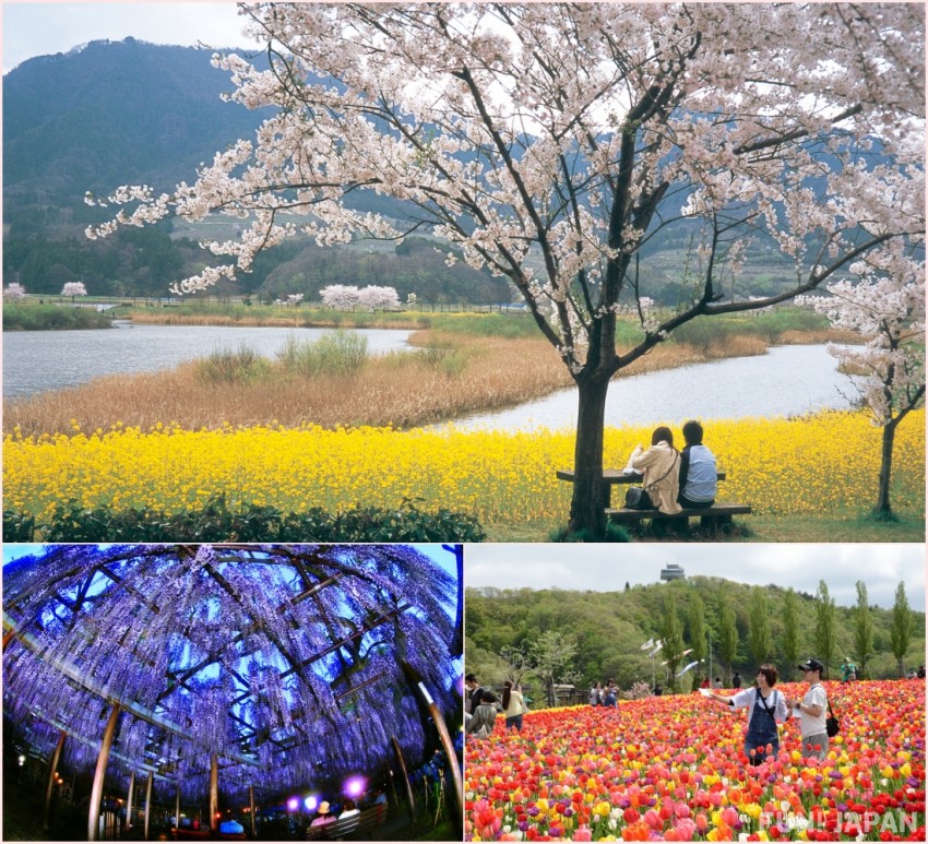 Uwasekigata Park, Northern Culture Museum, Festival Tulip Kota Gosen , Niigata