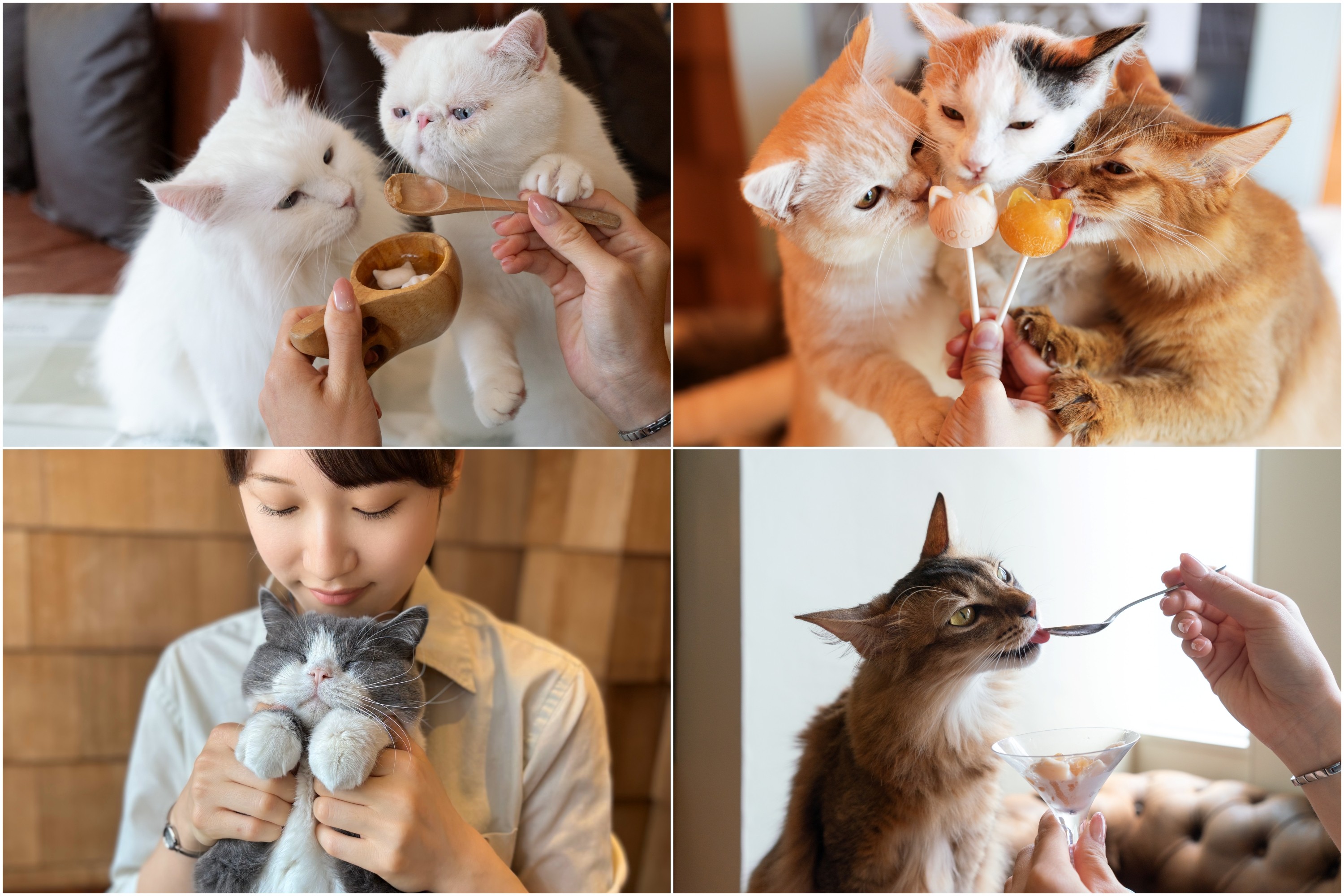 Cat Café MOCHA