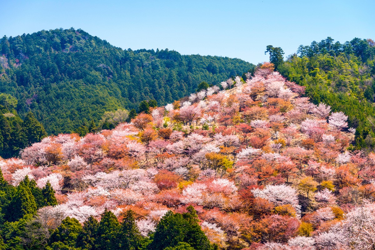 吉野地區：欣賞櫻花等季節性美景