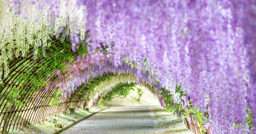 Kawachi Wisteria Garden (Kawachi Fuji-en)