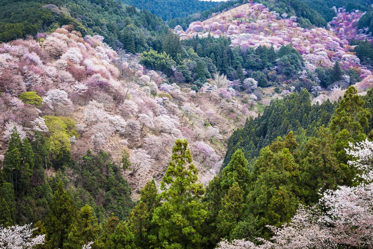 奈良縣吉野町：擁有日本賞櫻第一名所「吉野山」、自然豐富的地區