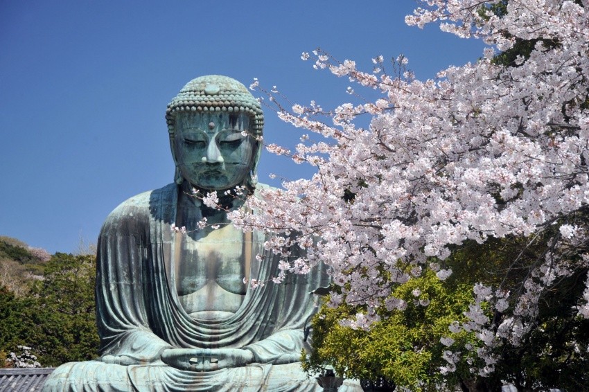 Hoa nở bốn mùa đua nhau khoe sắc quanh Đại Phật tại Kamakura