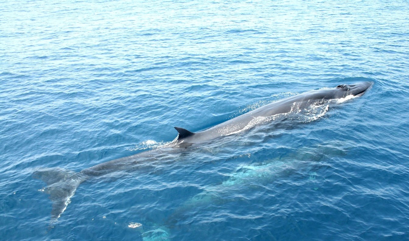 在高知縣土佐灣欣賞美麗的鯨魚