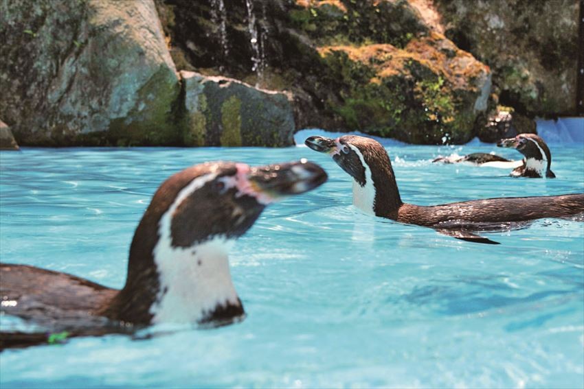 一邊和動物朋友交流，一邊暢玩遊樂設施！企鵝瀑布