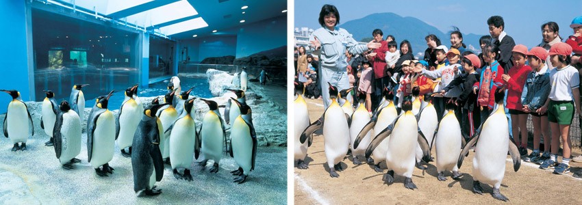 Nagasaki Penguin Aquarium