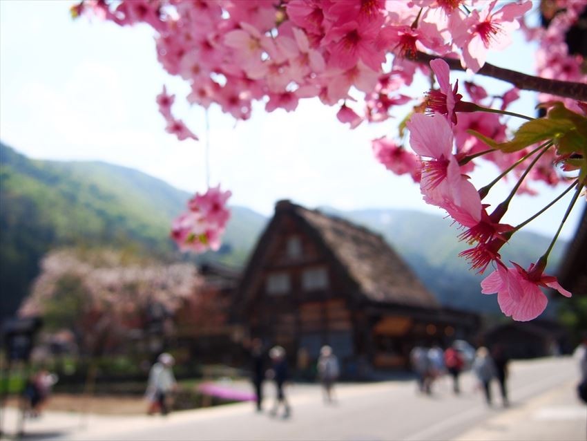 Visiting Japan in Spring? Takayama's Cherry Blossoms & Shinshu Takayama