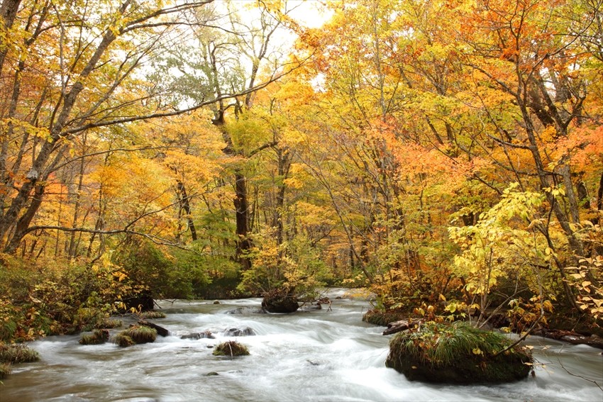 Oirase Gorge: A Forest of Fall Foliage