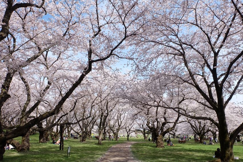 Bunga sakura di Showa Memorial Park