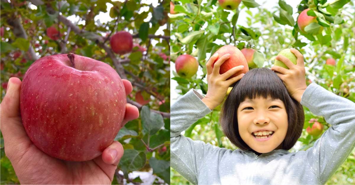 Japan Fruits Apples