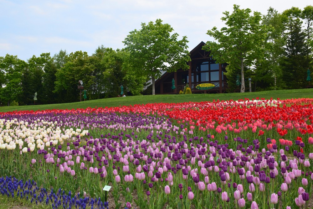Explore Exciting Hokkaido Places In Sapporo During Spring