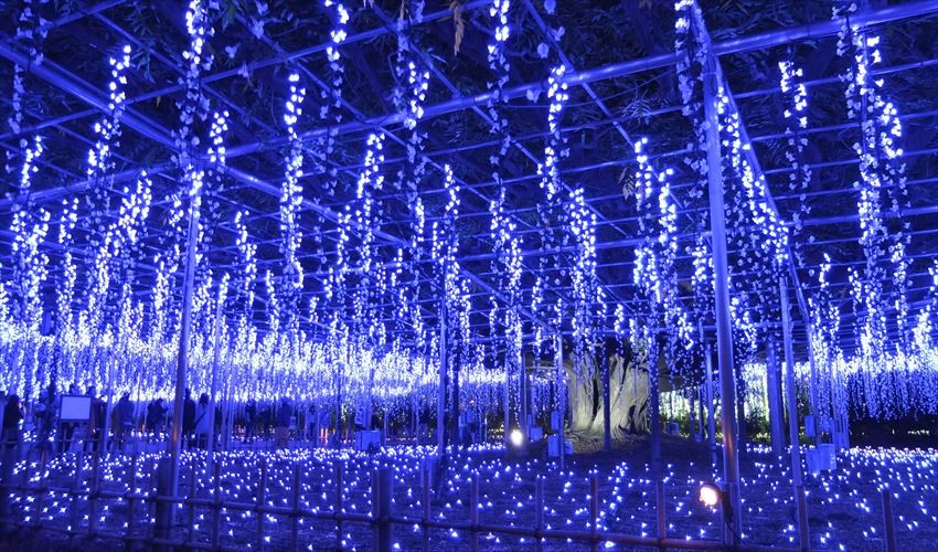 Winter Illumination di Ashikaga Flower Park, Semakin Malam Semakin Indah