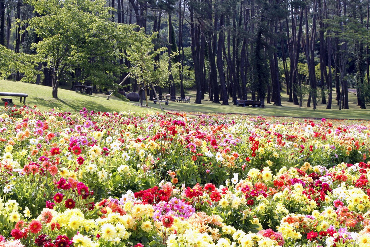 鹿兒島花卉公園 欣賞來自世界各地嘅花卉植物