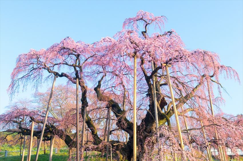 三春滝櫻 (Miharu Takizakura)